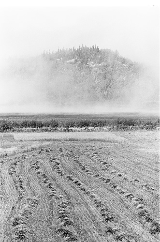 soil