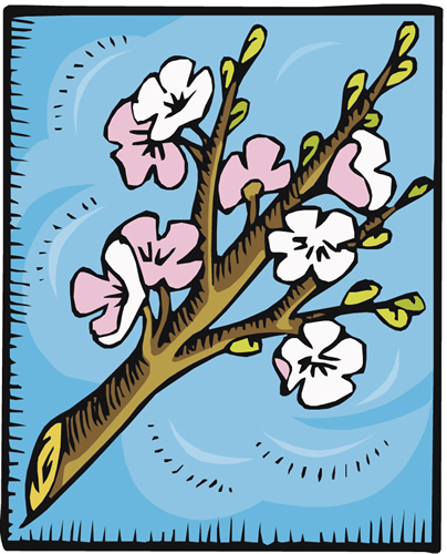 blossoms blossoms