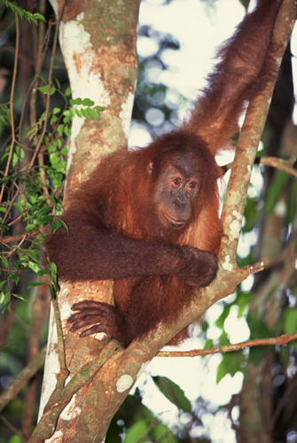 Cute Monkey