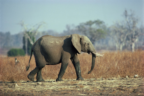 elephant