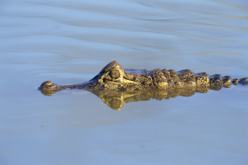 alligator in water