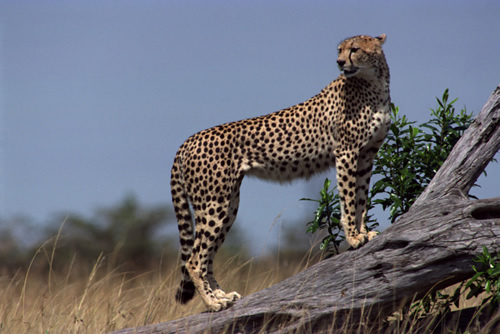 Cheetah