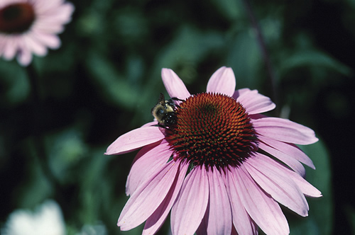 Bee on a flower 