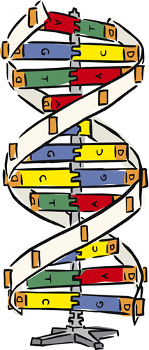 DNA Model 