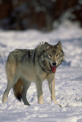 Timber Wolf 