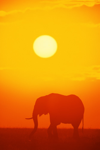 elephant in sunset 