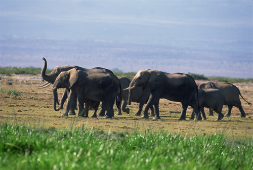 elephants 