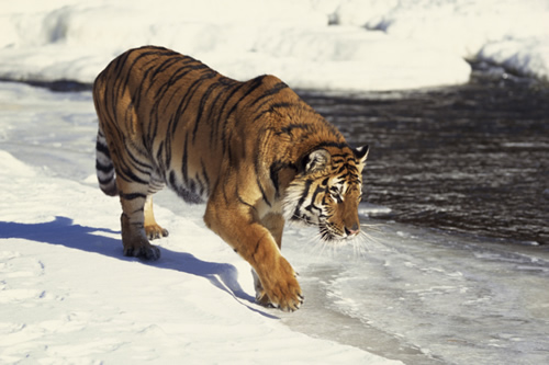 Picture of tiger in snow 