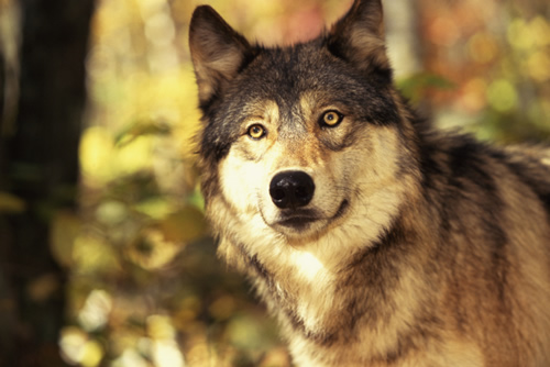 Wolf pic 