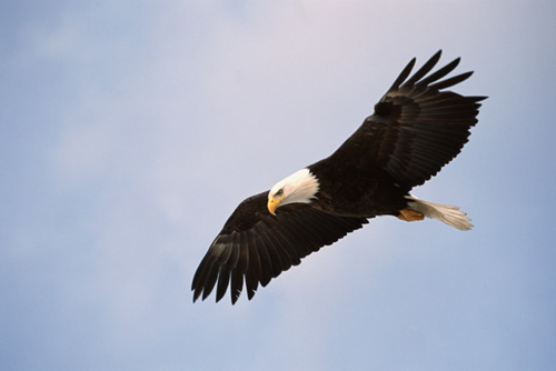 Eagle flying in the sky 