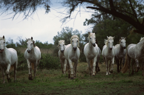 white horses 