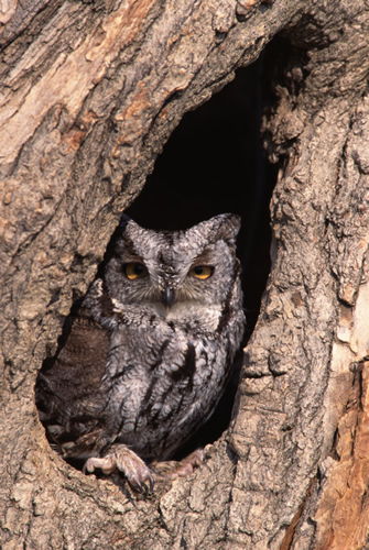 owl in nest