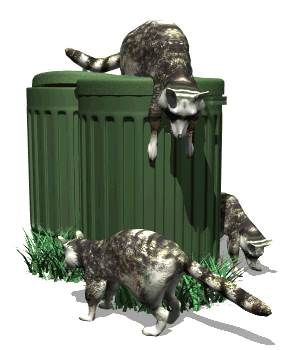 racoons and trash cans 