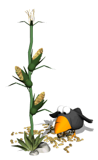 blackbird eating corn