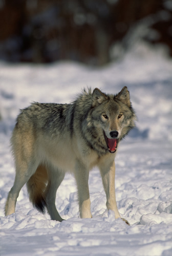 Wolf