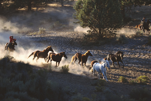 Horses running through the forest